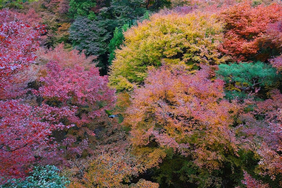 Sonbaharu0131n renkleri: Kyoto'dan kareler 3