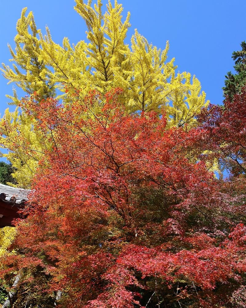 Sonbaharu0131n renkleri: Kyoto'dan kareler 8